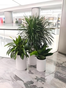 海曙花木租赁方案大揭秘，快来一探究竟！